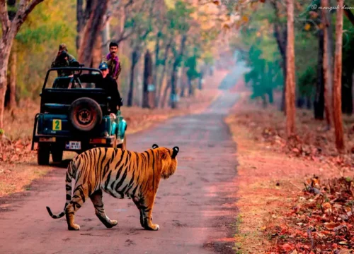 Ranthambore  